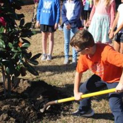 Planting trees in Mount Pleasant? This grant can help cover the cost.