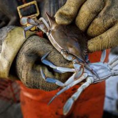 Changes to SC blue crab laws are coming. Here's what to know.