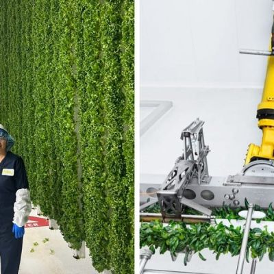 I visited an indoor farm in Compton that’s growing leafy greens for Walmart and Whole Foods using robots  —  and it gave me a peek at the future of farming