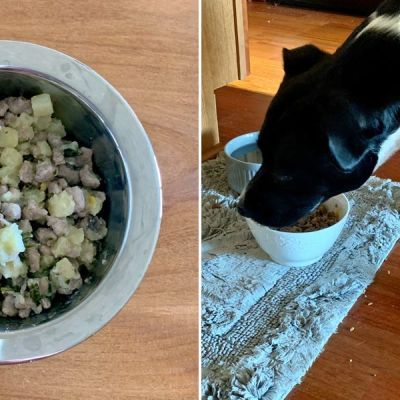 Nom Nom dog food review: I tested this fresh food with my pup and she loved it