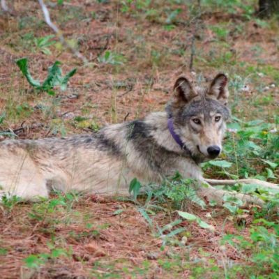 California gray wolves cause declaration of state of emergency for Sierra County