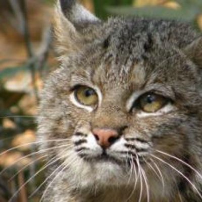 Kiawah community works together through pledge to save bobcat population