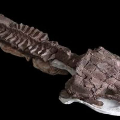 Fossils show huge salamanderlike predator with sharp fangs existed before the dinosaurs