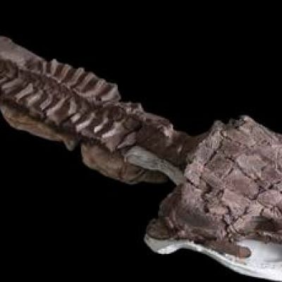 ‘Like an aggressive stapler’: Fossils show huge fanged salamanderlike predator predated dinosaurs