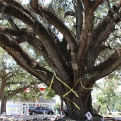 How did locals in Murrells Inlet save a 200-year-old tree from a road project?
