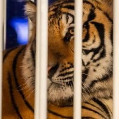 Louisiana Gov. Jeff Landry takes jab at LSU for blowout loss, defends live tiger decision