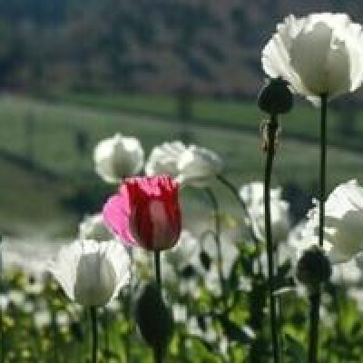 Opium poppy farming hits 10-year high in war-torn Myanmar | FOX 28 Spokane