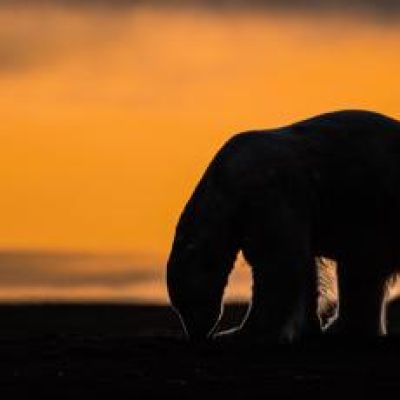 A tiny Arctic village in Alaska is trying to revive its polar bear tourism industry
