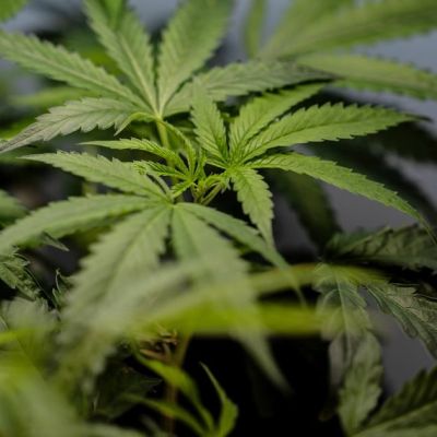 U.S. Supreme Court sides with a Texas man who says it’s not a crime for marijuana users to have guns