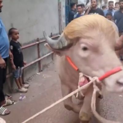 Bangladeshi minister saves ‘Donald Trump’ from sacrifice (VIDEO) — RT World News