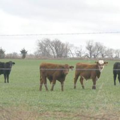 State beef producers against Trump’s beef plan