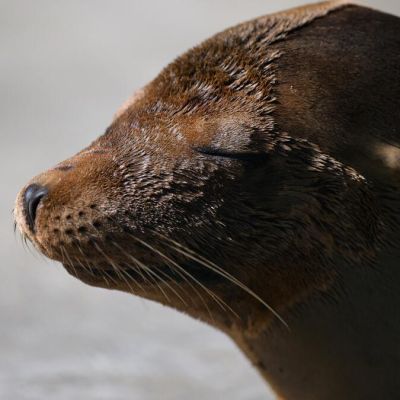 Trump administration cuts to NOAA threaten efforts to save sea lions from toxic plankton