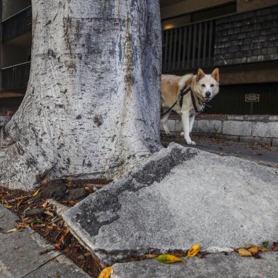 Editorial: How L.A. squanders millions that could be spent fixing its streets and sidewalks