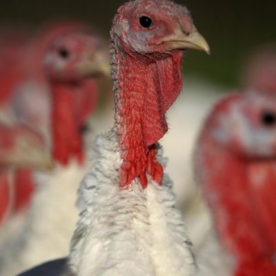 Editorial: Your turkey would be thankful for better treatment before it reaches your plate
