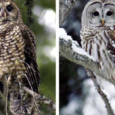 Editorial: Kill barred owls so spotted owls can live? Wildlife service should put plan on hold