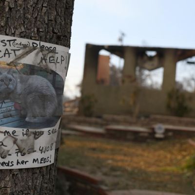 Editorial: We’re running out of time to rescue the pets that survived the Palisades fire