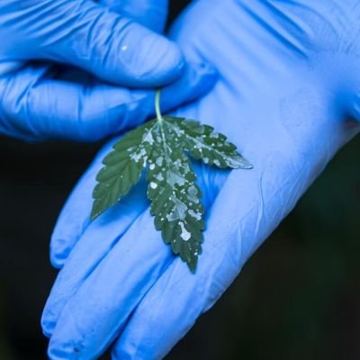 Editorial: California’s cannabis regulator is failing the legal marijuana market