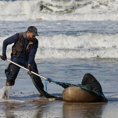 California: sea lion attack on teenager raises fears of toxic algae poisoning