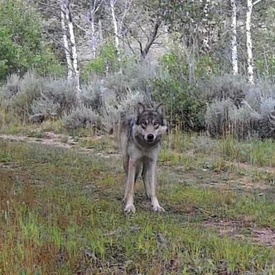 Colorado wildlife officials capture wolf pack suspected of livestock depredation
