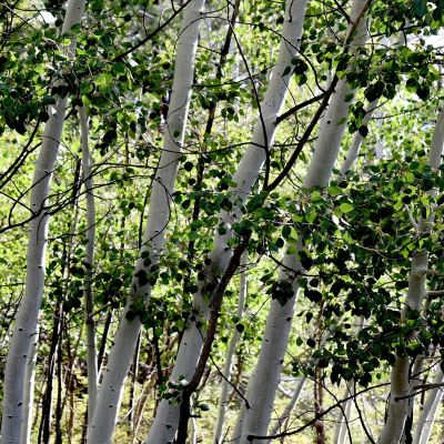 This new Arizona hike will be golden when the aspens turn. Here’s how to try it