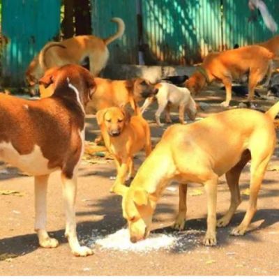 Over 100 stray dogs killed in Nagarkurnool district
