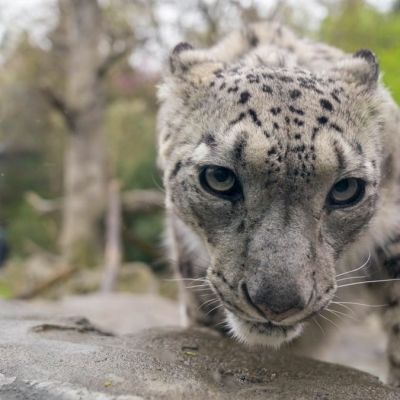 At Cincinnati’s zoo, Trump cuts could hurt future of tigers, polar bears and oak trees