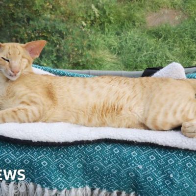 ‘I had to pay £14,000 in vets fees after my cat was run over’