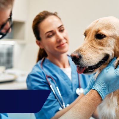 Vet firms to be accountable to independent regulator under Government proposals