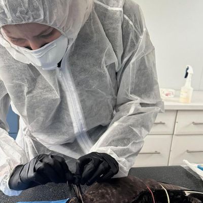 Massive update on Aussie bird flu