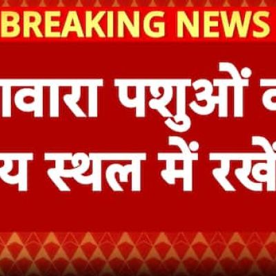 Supreme Court Orders Stray Dogs To Be Moved To Shelter Homes, Directs Civic Bodies To Form Patrolling Teams