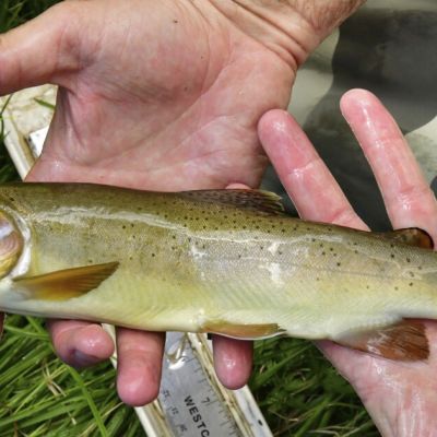 Once-endangered Apache trout species has been restored, US interior secretary says