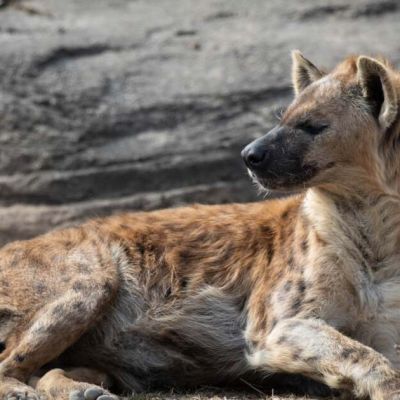 Buffalo Zoo announces death of 24-year-old spotted hyena named Grungie