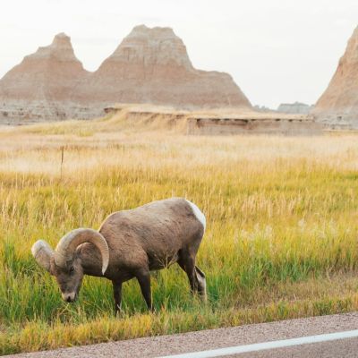 Can disease-detecting dogs help save South Dakota’s bighorn sheep?