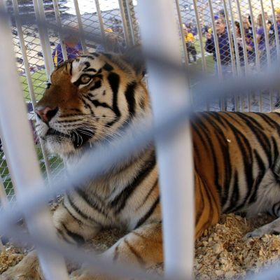 Louisiana governor supports bringing back tradition of having a live tiger at LSU football games