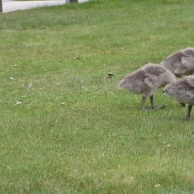 FWP: Leave baby animals alone, and be mindful of diseases