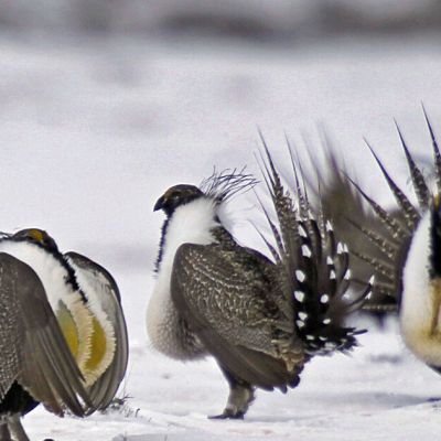 Biden administration to restrict drilling, renewables in the US West to help struggling bird