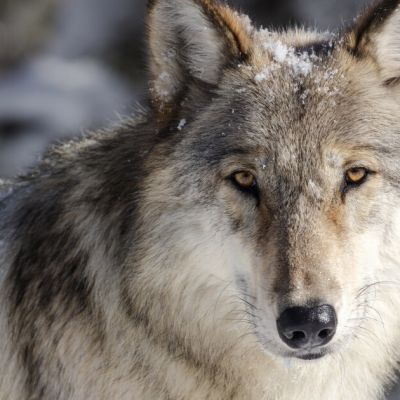 Washington tribe rescinds offer of gray wolf donation to Colorado, CPW will search for new source