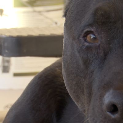 Arizona Pet Project offers services for Tucson pet owners in crisis