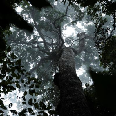 World leaders face Amazon reckoning on a decade of climate promises