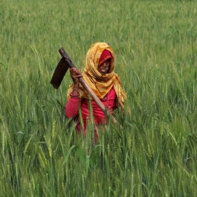 Exclusive-India eyes doubling cash handout for women farmers ahead of vote – sources