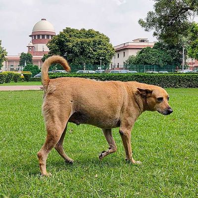 Supreme Court To Issue Orders Regulating Dog‑Feeding In Government Premises | Outlook India