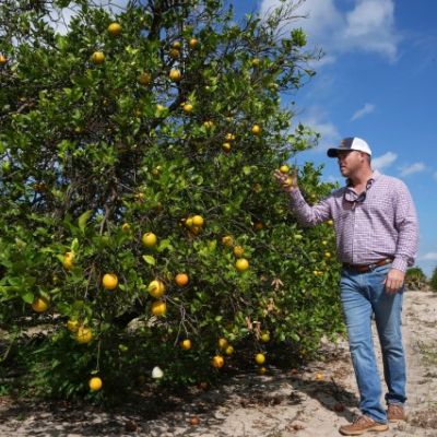 Hit by storms and disease, Florida citrus growers try to survive until bug-free trees arrive