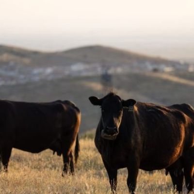 Trump moves to allow farmers, ranchers to process their own food