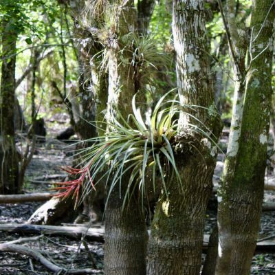 Lawsuit claims Florida bought contaminated land for Everglades conservation