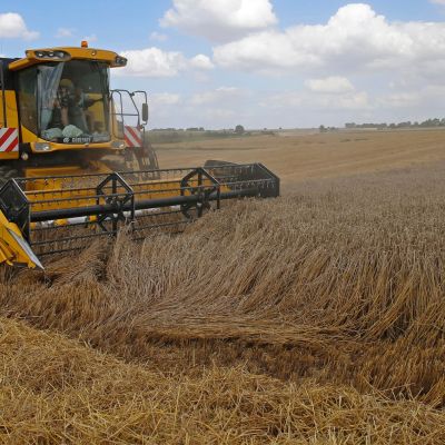 French wheat exports slump on poor crop, Algeria spat and Russian rivalry