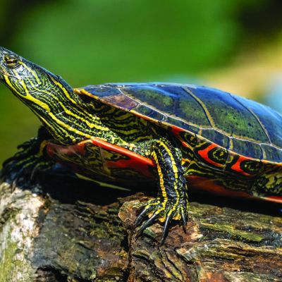 Report: Anti-Science Attitude Strongest Among Those Who Believe Turtle Has Little Apartment Inside Shell