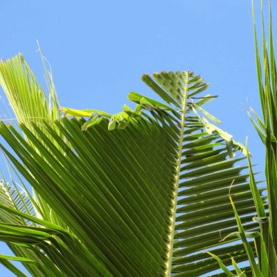 Grants awarded for community-based programs to fight Coconut Rhinoceros Beetles and for green waste management | Maui Now