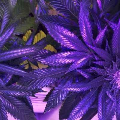 NY governor signs cannabis farmers market expansion bill (Newsletter: March 24, 2025) – Marijuana Moment