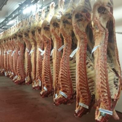 Beef Kill: Weekly factory cattle supplies surpass 32,500 head