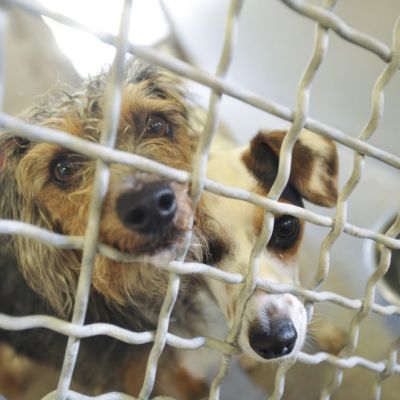 Governor Signs Wilk’s Bill on Animal Shelter Overcrowding